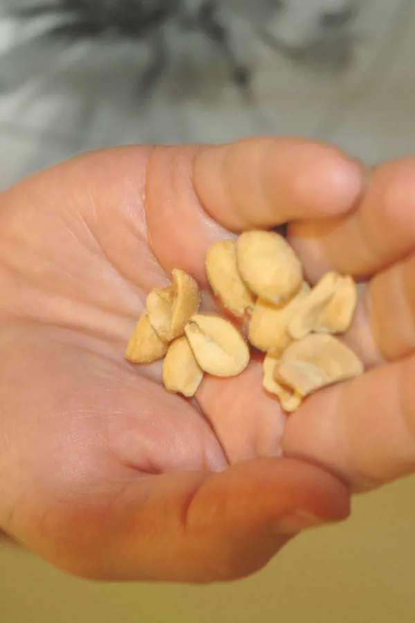 En hånd som holder en håndfull peanøtter